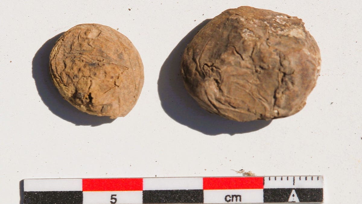 Close-up of ancient potatos