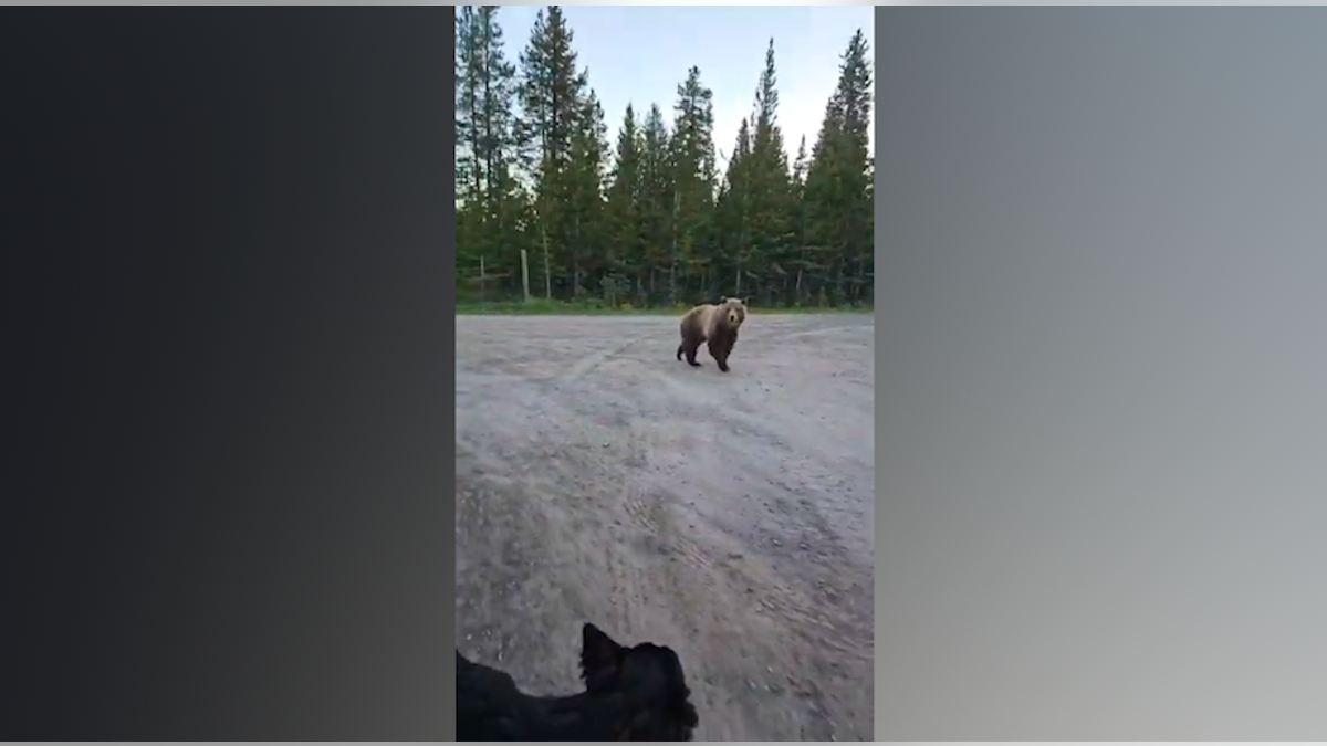 bear breeding