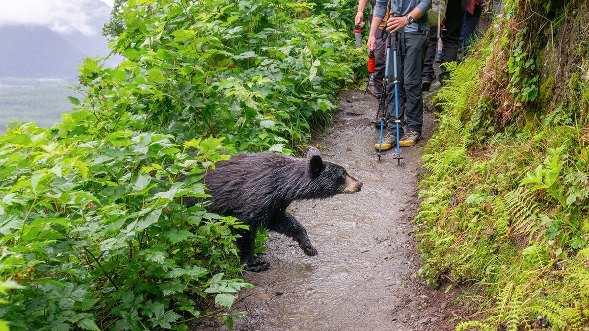Um urso saindo de um arbusto com frutas vermelhas perto de pessoas segurando spray para ursos e bastões de caminhada