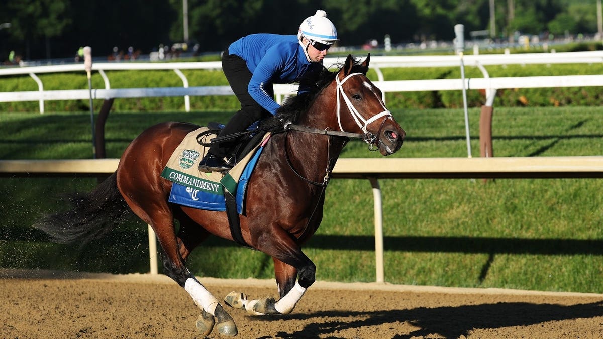 Commandment runs during a morning workout before the 158th running of the Belmont Stakes at Saratoga Race Course in New York.