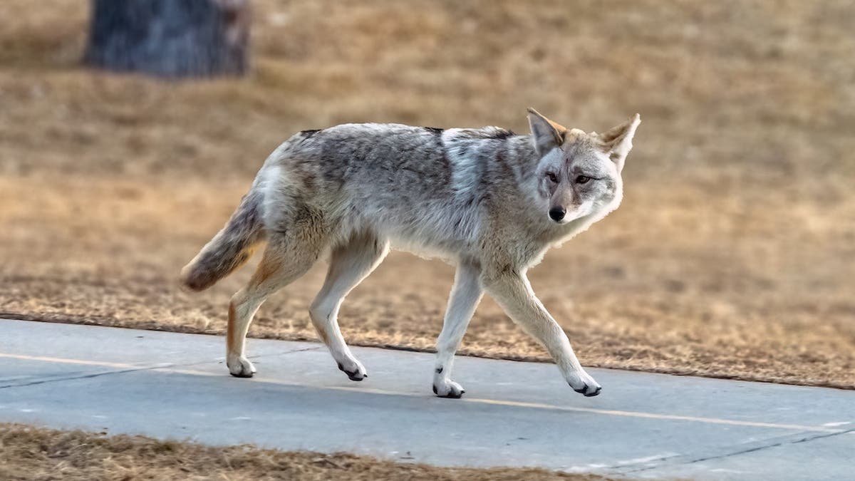 A light-colored coyote walking on a paved way successful a grassy tract glancing towards the camera