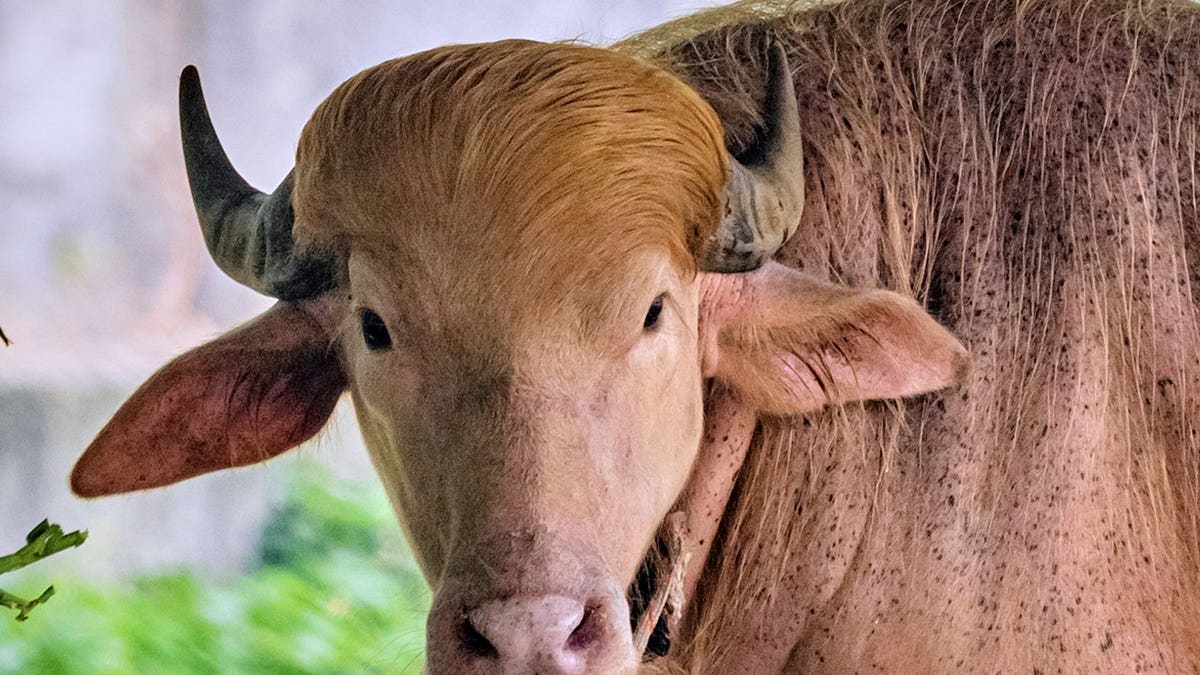 A rare albino buffalo fondly named after Donald Trump for its distinctive blond tuft kept in an enclosure at the national zoological park, in Dhaka, Bangladesh, Friday, May 29, 2026.