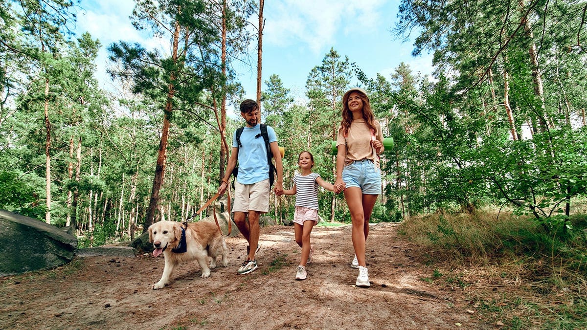 Happy family walking with backpacks and a labrador dog in the forest