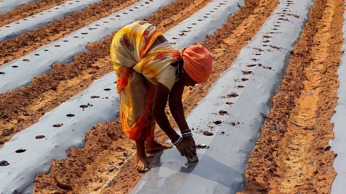 Israeli drip irrigation, India