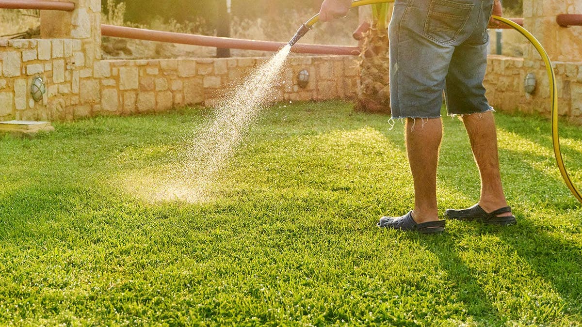 Man watering green lawn with hose in the morning