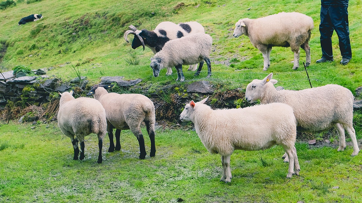 Flock of sheep grazing in a green hillside pasture