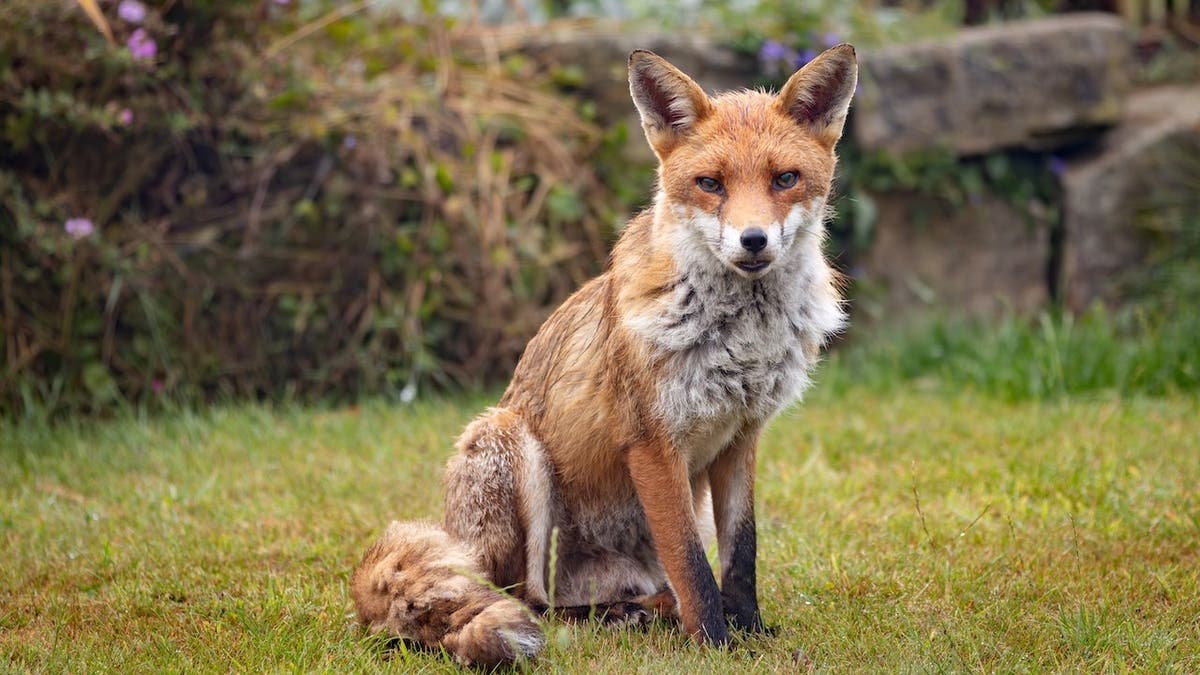 Red fox looking astatine camera successful an municipality plot successful the UK