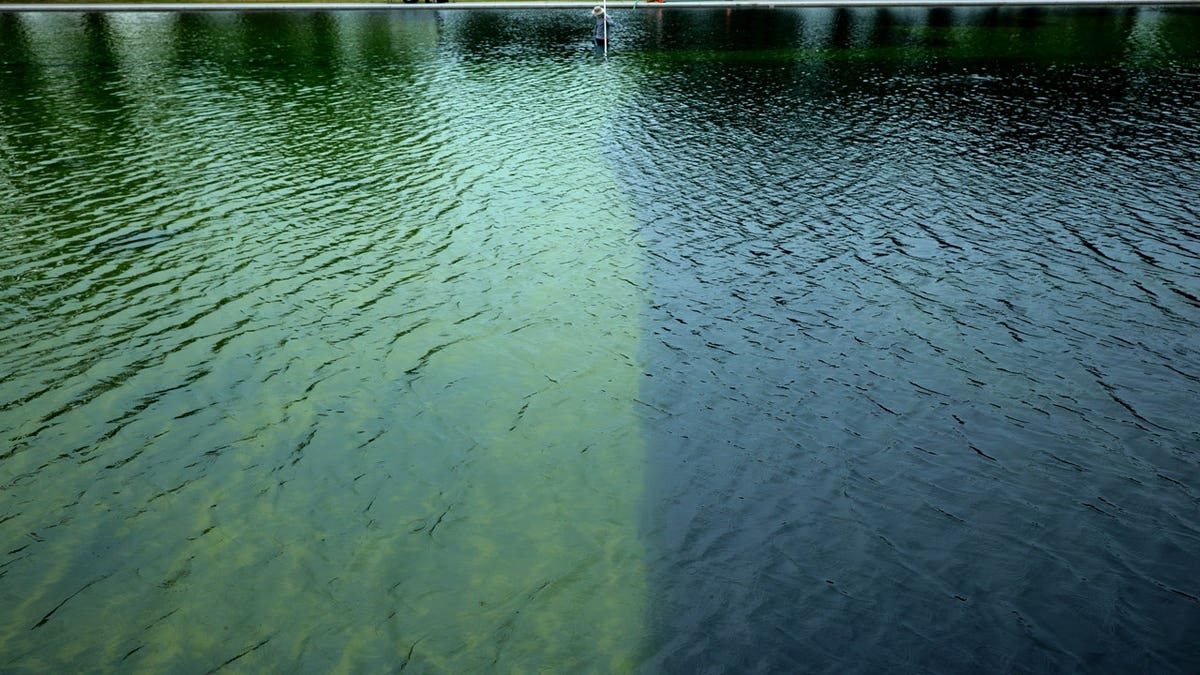 Han aparecido algas en el estanque Reflecting Pool