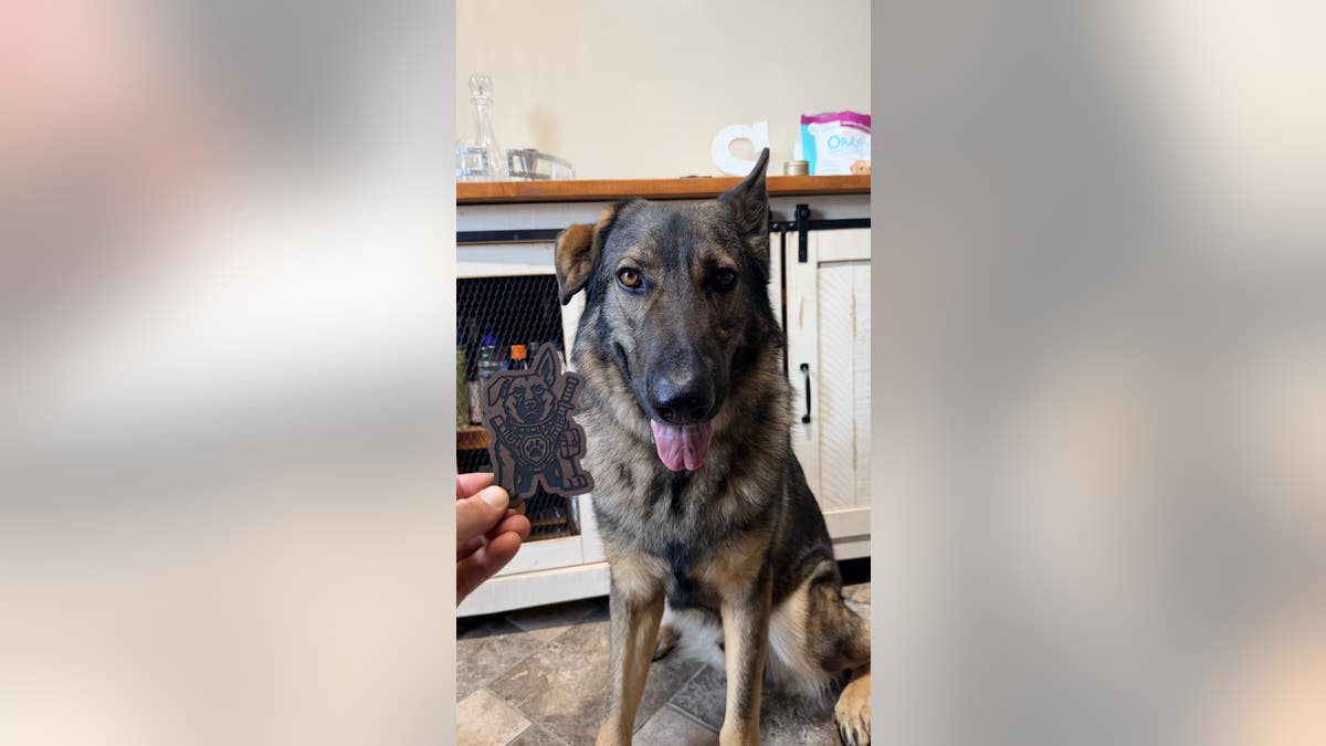 a german shepherd poses next to a patch depicting a cartoon german shepherd