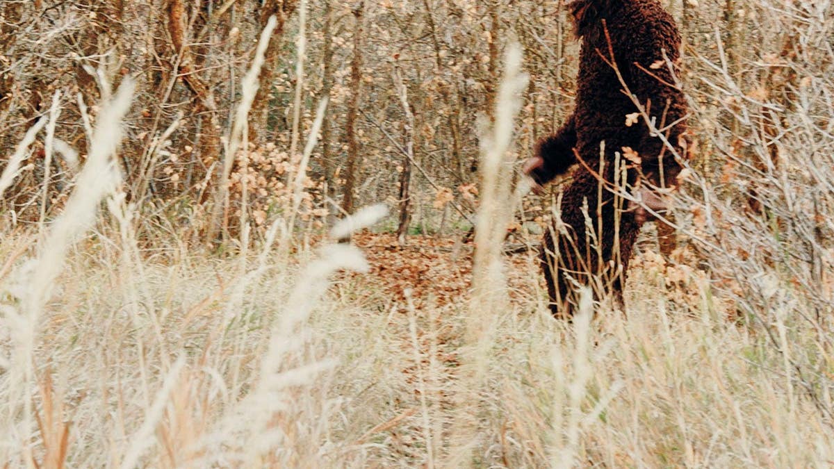 A Sasquatch Bigfoot standing in an autumn forest