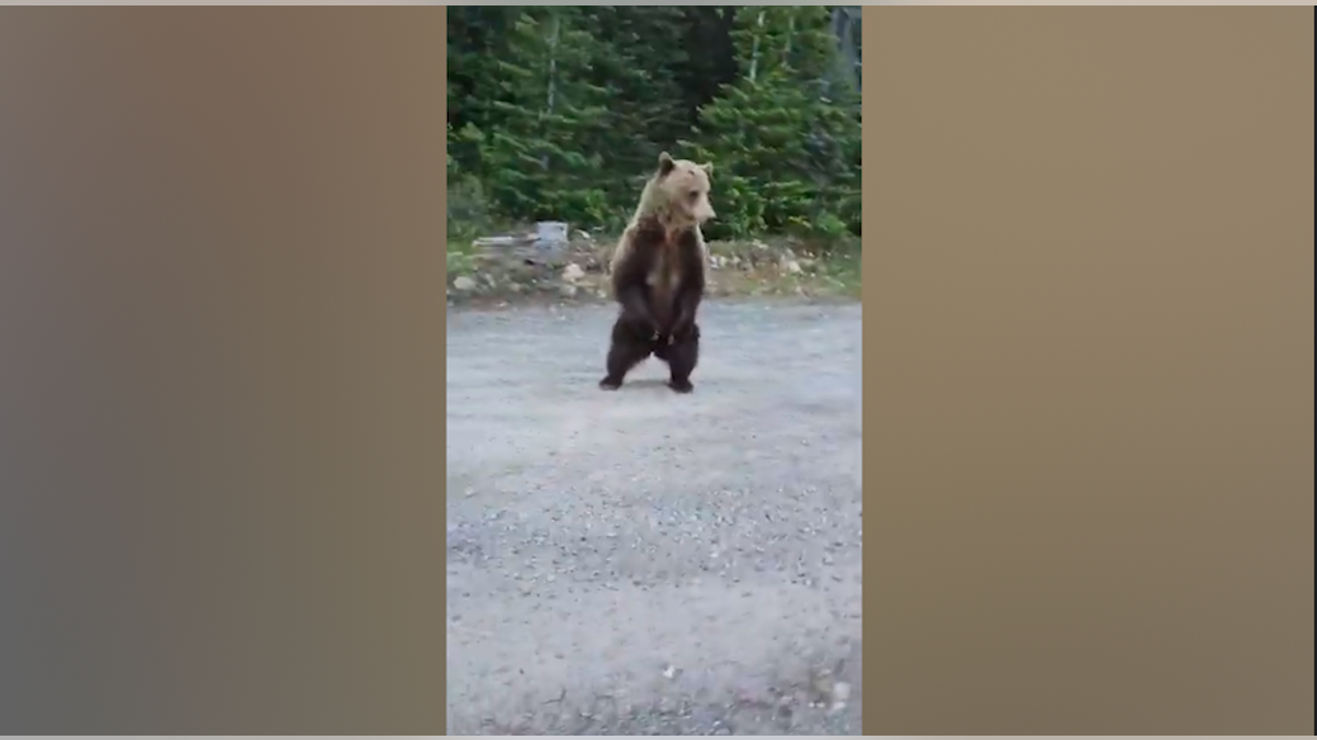 bear breeding