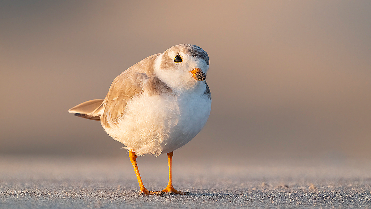 shorebird plum beach stock