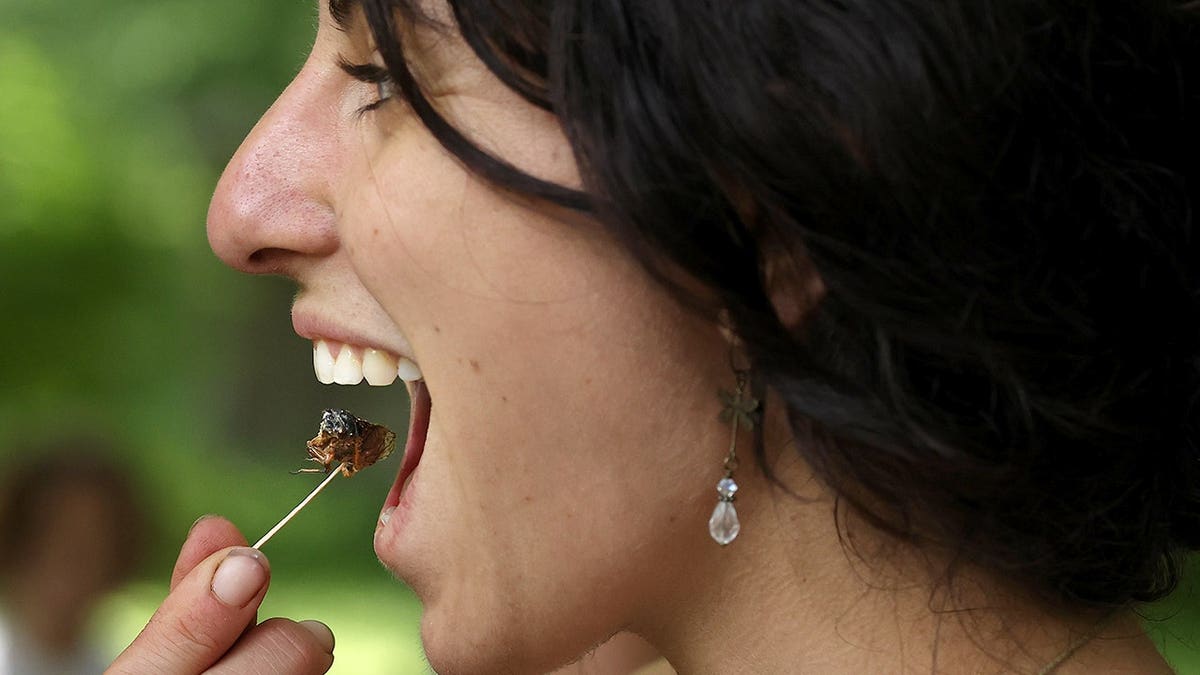Woman prepares to put a roasted cicada in her mouth