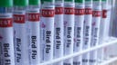 H5N1 bird flu confirmed in Australia for the first time, meaning virus has now reached every continent