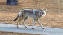 Deadly ‘fox tapeworm’ linked to lethal disease detected in West Coast wildlife
