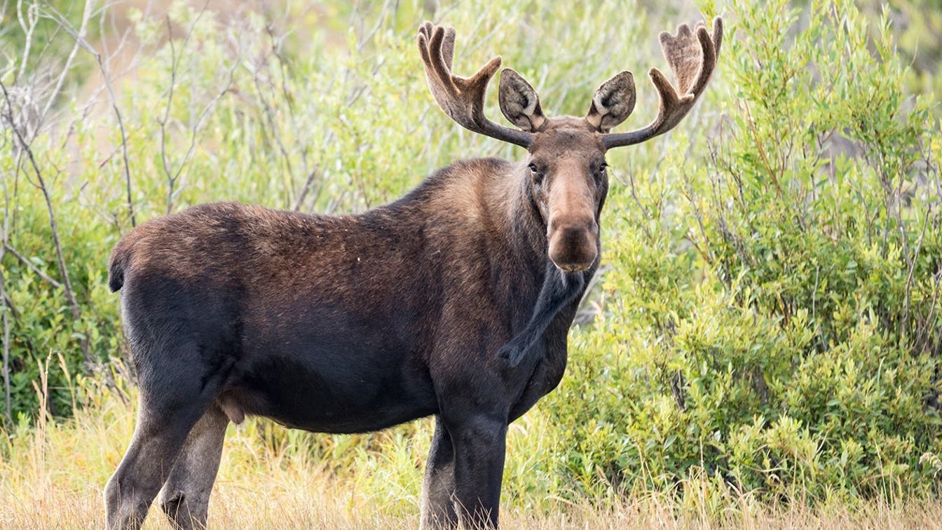 Encontro com a vida selvagem em Big Sky, Montana, capturado em vídeo enquanto alces atacam a mulher e seus cães