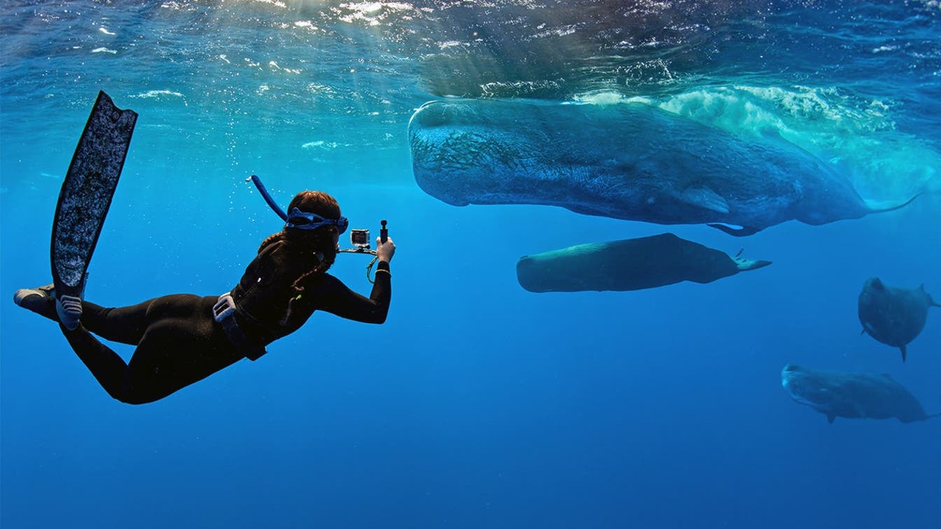 Tráiler de Whalefall está aquí para añadir el ser tragado por una ballena mientras buceas con SCUBA a tu lista de miedos.