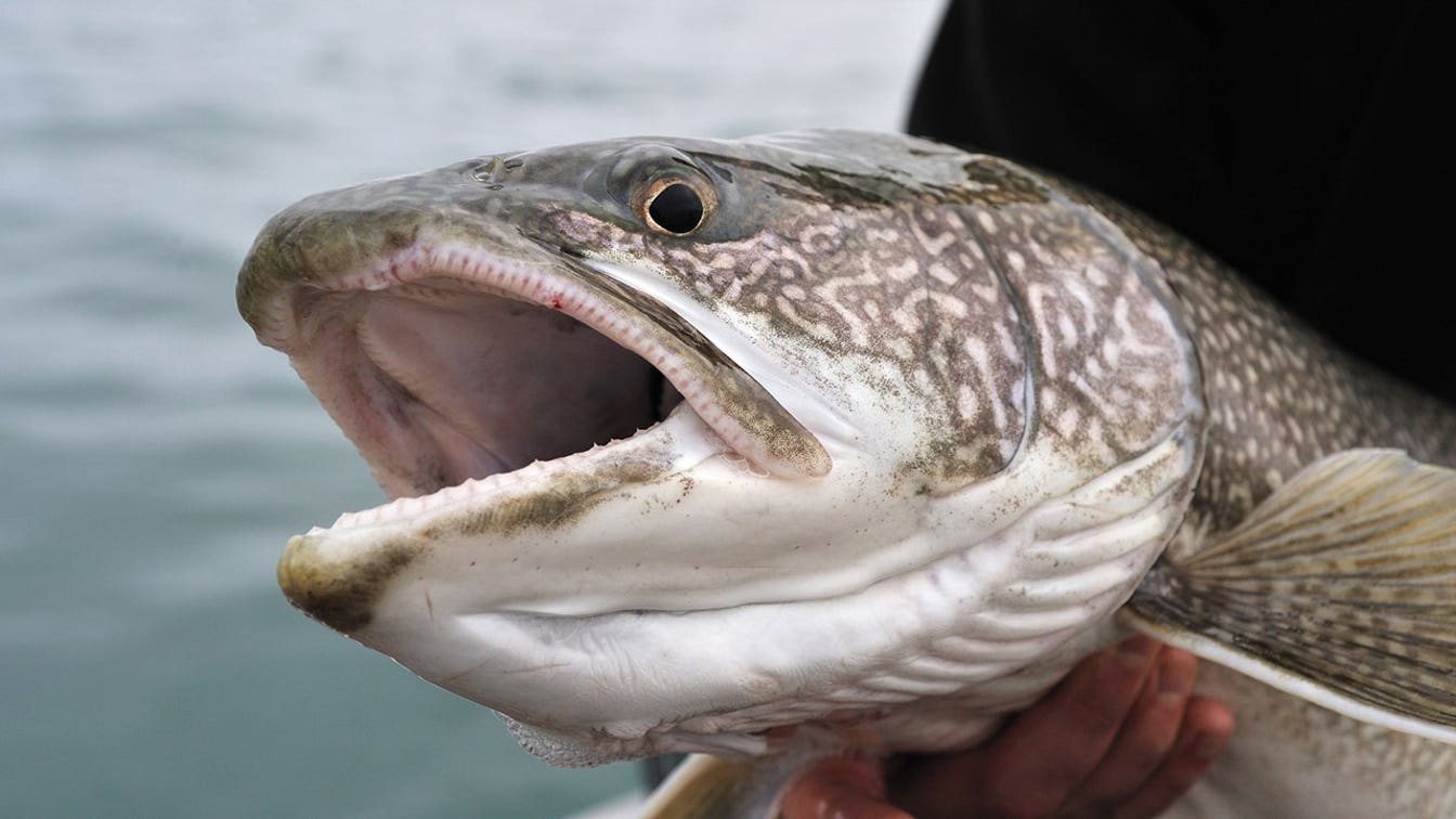 Un pescador de Idaho pierde su propio récord estatal y luego lo recupera con una captura aún mayor