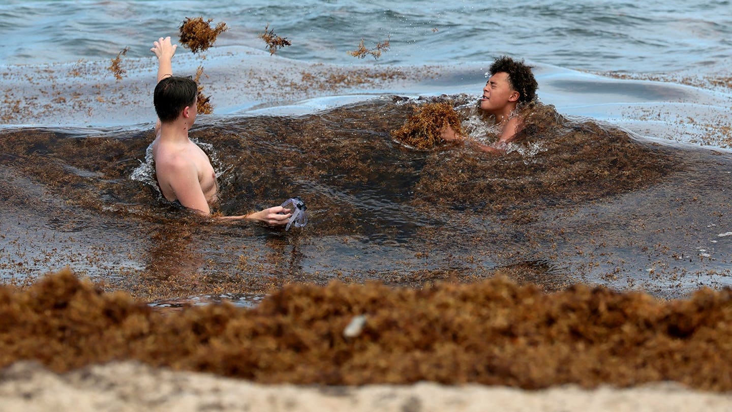 Ρεκόρ εισβολής φυκιών αφήνει τους θαλασσοπόρους να φιμώνουν καθώς οι αναθυμιάσεις προκαλούν φόβους για την υγεία