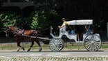A horse pulls a horse-drawn carriage carrying tourists through Central Park in New York City