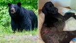 Split image of a black bear and wounded dog laying on a bed