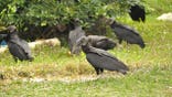 Black vulture eating carrion on grass.