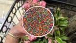 Individual cakes topped with a thick layer of rainbow nonpareil sprinkles