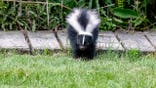 Young striped skunk standing on ground
