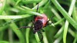 tick on blade of grass