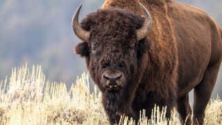 Woman tests fate by getting too close to a massive bison, faceplants while running away