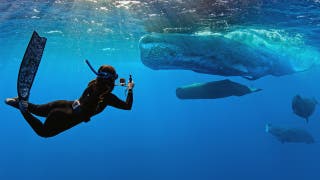 'Whalefall' trailer is here to add getting swallowed by a sperm whale while SCUBA diving to your list of fears