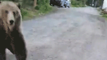 Canadian camper fends off stalking bear after clever water bottle distraction trick - Fox News