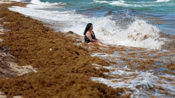 Record seaweed invasion leaves beachgoers reeling from rotten egg fumes - Fox News