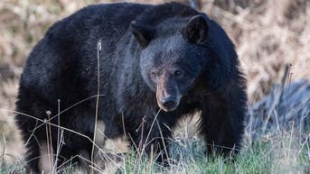 Man grabs hatchet to save wife from bear that ambushed her and dogs at dawn - Fox News