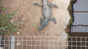 Man charged with attempted murder after allegedly forcing toddler into croc enclosure - Fox News