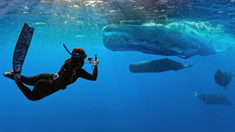 'Whalefall' trailer is here to add getting swallowed by a sperm whale while SCUBA diving to your list of fears - Fox News