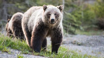 Two grizzlies charge hikers at Glacier National Park in terrifying video - Fox News
