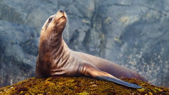 Massive sea lion muscles angler out of his prized catch in hilarious clip - Fox News