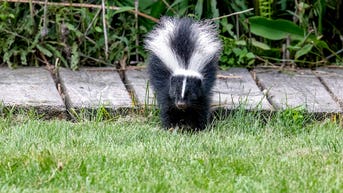 Popular wildlife deterrent homeowners swear by dismissed as myth by expert - Fox News