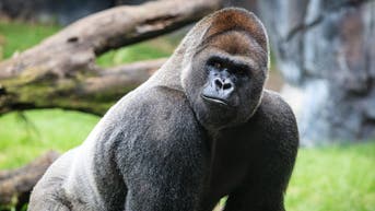 Gorilla goes viral for seemingly reassessing life choices after a spat with his lady friend - Fox News
