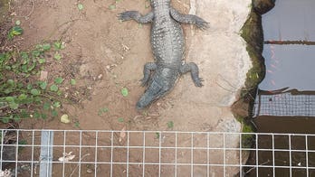 Man charged with attempted murder, released after allegedly forcing toddler into crocodile enclosure at zoo