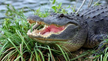 DUI suspect on the run from cops in Louisiana is slowed, not stopped, by an alligator attack caught on bodycam