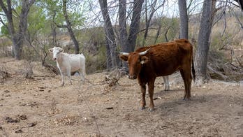 Flesh-eating screwworm found in Texas calf as ranchers brace for possible spread