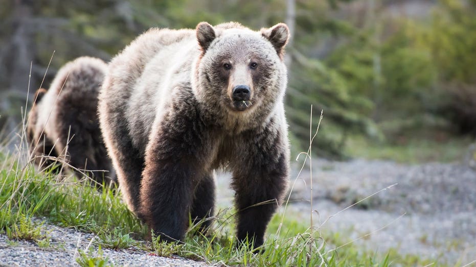 Two hikers capture terrifying video of charging grizzly bears at Glacier National Park