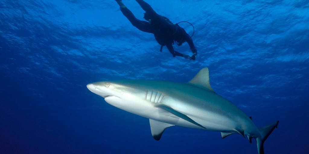 grey reef shark swimming diver blue water