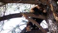 Black bear raiding a garbage can at Lake Tahoe garage triggers dramatic wildlife encounter - Fox News