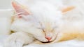 A missing kitten rode under a car hood. AI brought her home - Fox News