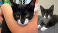 Bank robbery suspect allegedly steals kitten, asks employee to hold it before demanding cash - Fox News