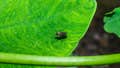 West Nile virus detected in southern state as health officials warn residents about mosquitoes - Fox News