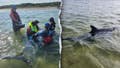 Rescuers work to save nearly 50 bottlenose dolphins in historic Cape Cod stranding - Fox News